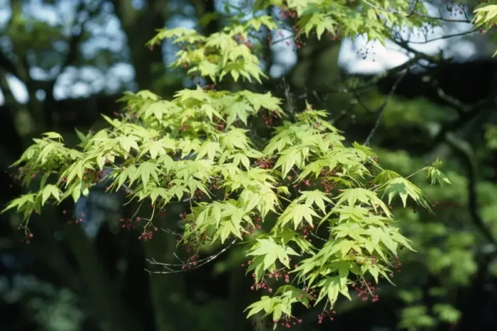 Framed Print : Maple. ROG-1184. ACER - MAPLE. Acer Palmatum Framed Print : Maple. ROG-1184. ACER - MAPLE. Acer Palmatum