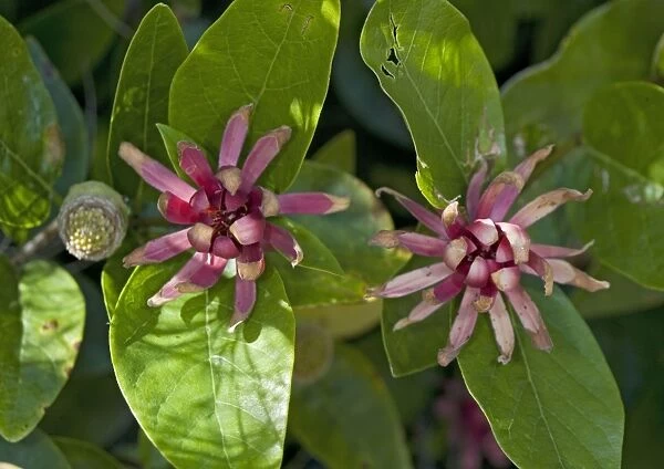 ROG-11945. Spice bush  /  Californian Allspice - in flower