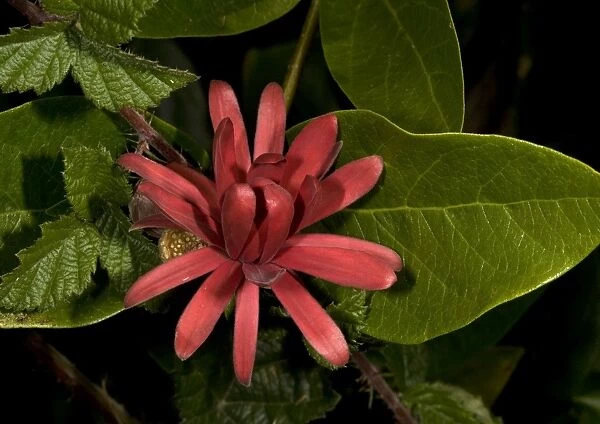 ROG-11946. Spice bush  /  Californian Allspice - in flower