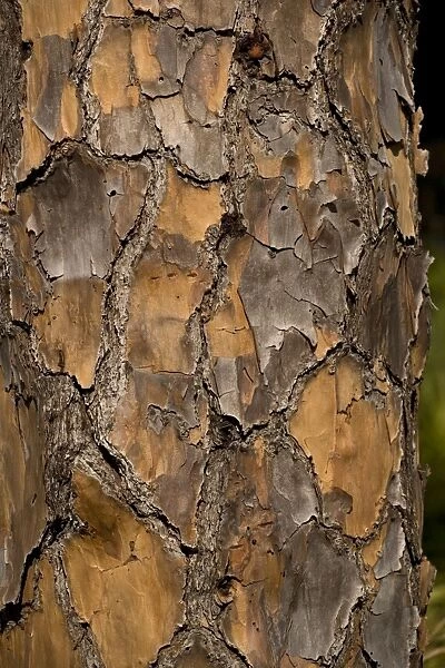 ROG-12094. Bark of slash pine