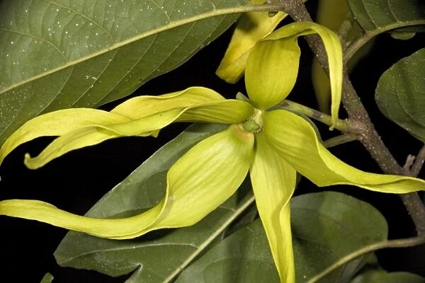 ROG-12128. Ylang-ylang, in flower. Heavily-perfumed flowers,