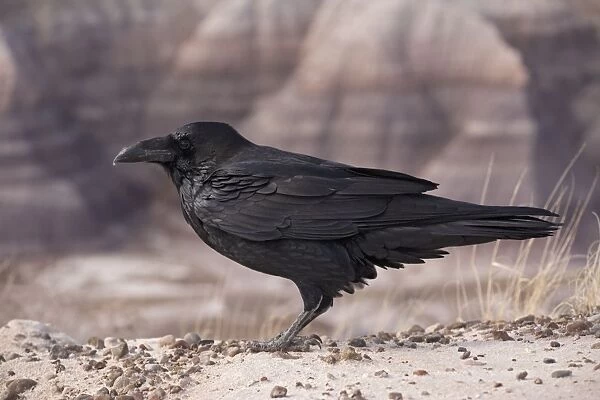 Raven. ROG-12234. Raven. Utah. USA. Corvus corax