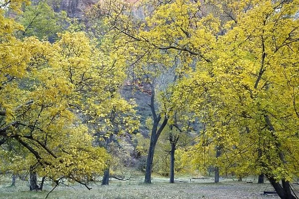 ROG-12265. Autumn in Zion National Park, Utah: cottonwoods and box elders in autumn colour