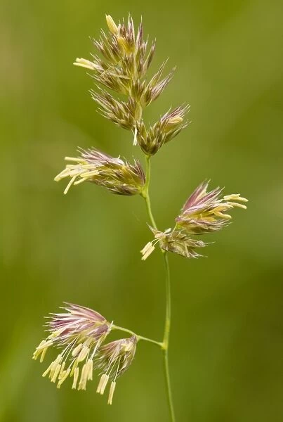 ROG-13656. Cocksfoot Grass - in flower. Romania. Dactylis glomerata. Bob Gibbons