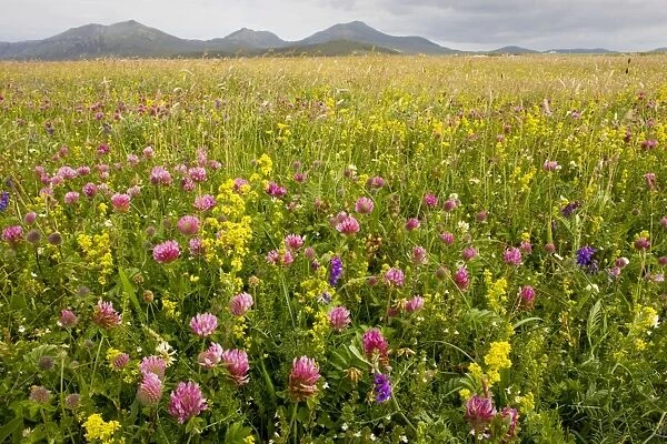 ROG-13710. Intensely flowery Machair with red clover, ladies bedstraw etc at Stilligarry 
