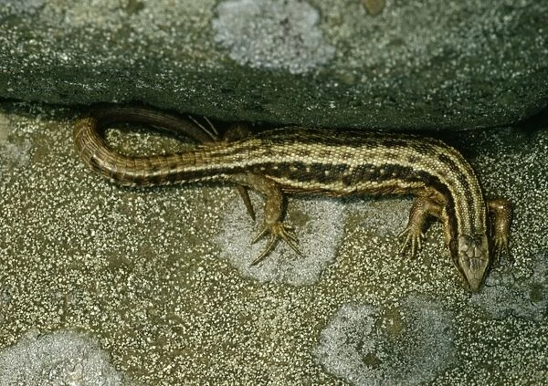 ROG-7441. Common  /  Viviparous Lizard - Teesdale, UK