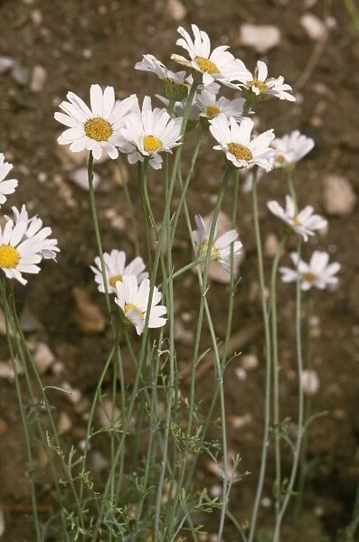 ROG-9499 Pyrenthrum flowers - a natural sourse of insecticide