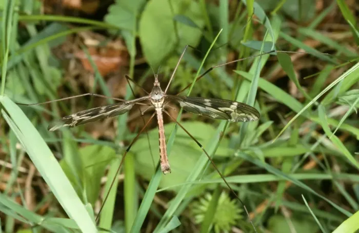 Framed Print : ROG-9831. ROG-8931. Large Crane Fly / Daddy-Long-Legs Framed Print : ROG-9831. ROG-8931. Large Crane Fly / Daddy-Long-Legs