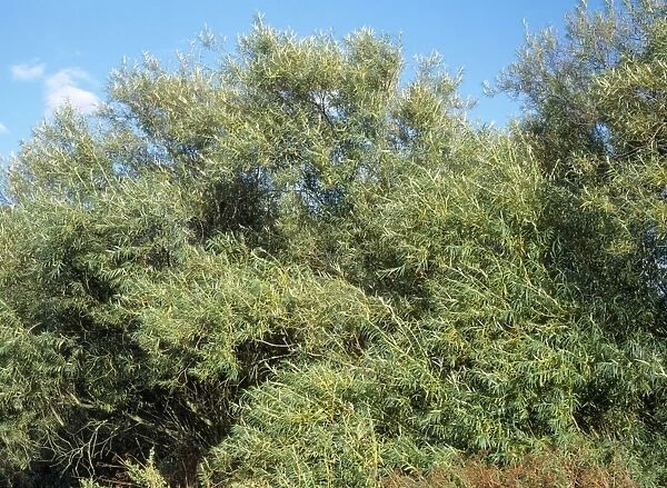 Osier. ROG-9859. Osier - (Willow). Salix viminalis