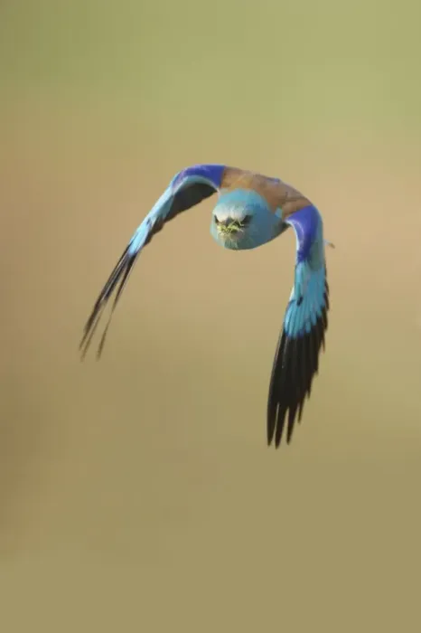 Framed Print : Roller - Taking off Coracias garrulus Hungary BI016226 Framed Print : Roller - Taking off Coracias garrulus Hungary BI016226