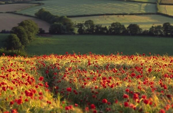 Rolling English landscape of fields and woodland livestock in far background with foreground rich crop of poppies amid ripening barley sidelit vivid red, Devon, UK
