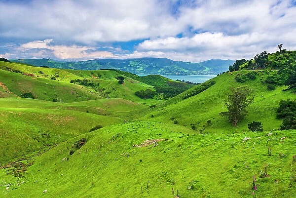 Rolling farmland on the Otago Peninsula, Dunedin, Otago, South Island, New Zealand Date: 22-06-2021