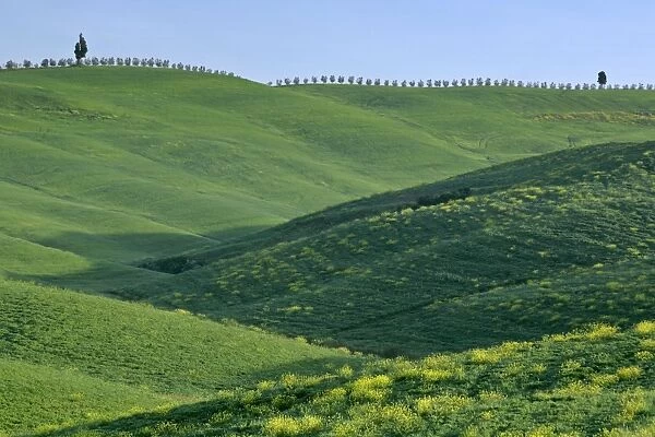 Rolling hills in springtime Val d Orcia, Tuscany, Italy