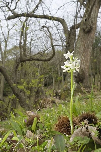 Roman orchid - Dactylorhiza romana in a forest of chestnut trees - Italy