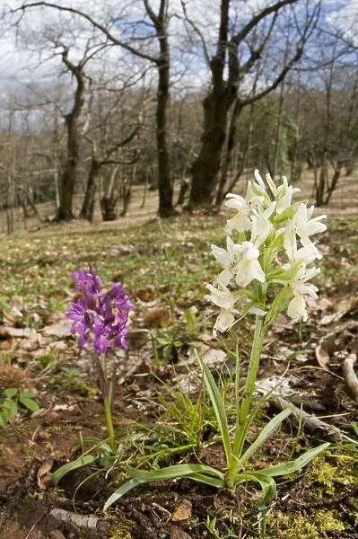 Roman Orchid - in habitat - Italy
