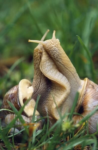 Roman Snails - mating. (Edible)