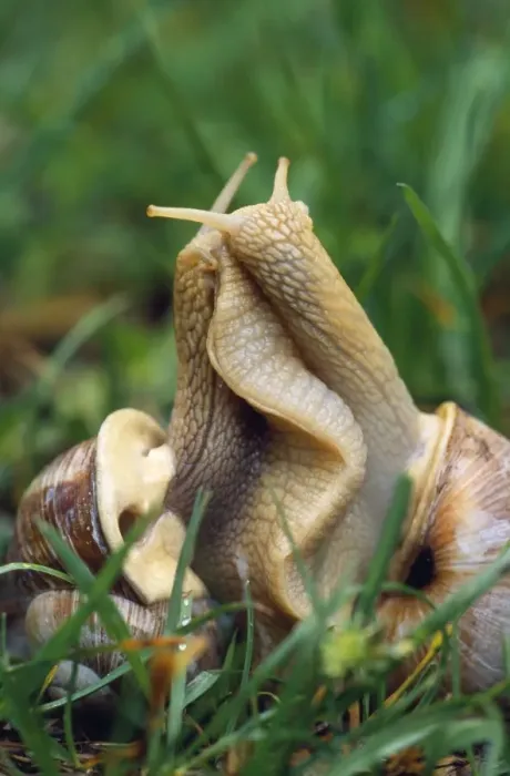 Framed Print : Roman Snails - mating. (Edible) Framed Print : Roman Snails - mating. (Edible)