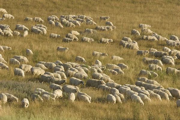 Romania, Transilvania, Sheep herd