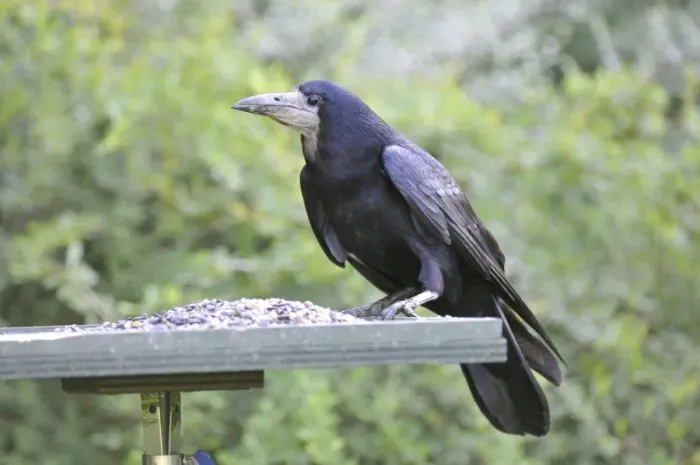 Framed Print : Rook - on bird feeding table Framed Print : Rook - on bird feeding table
