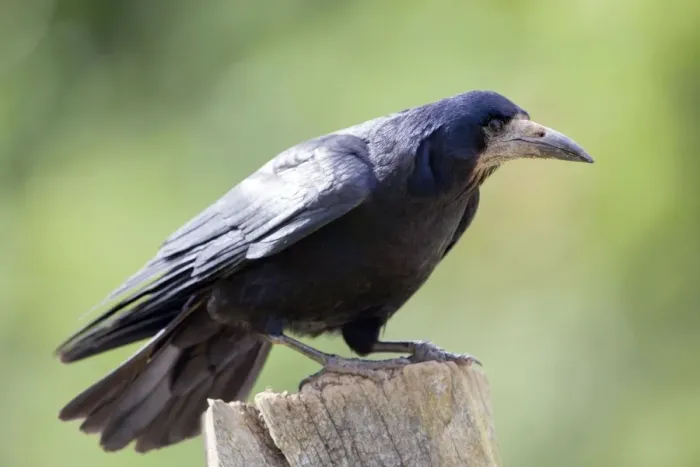 Framed Print : Rook - Cornwall - UK