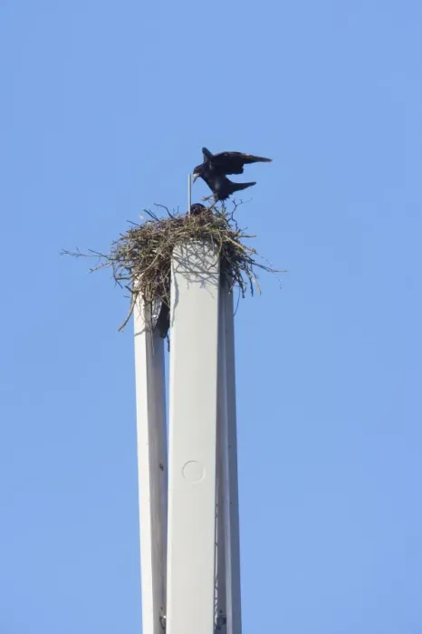 Framed Print : Rook - Pair nesting on mobile phone mast - Essex, UK BI015148 Framed Print : Rook - Pair nesting on mobile phone mast - Essex, UK BI015148