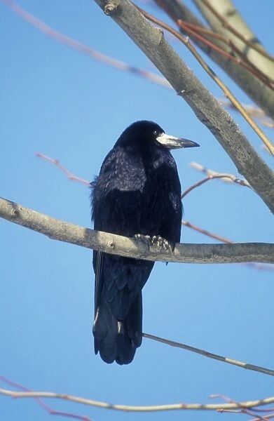 Rook Perched on branch