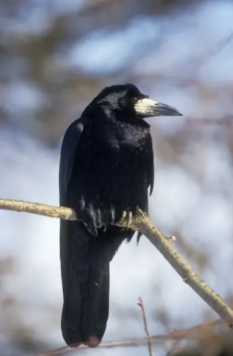 Framed Print : Rook Perched on branch Framed Print : Rook Perched on branch
