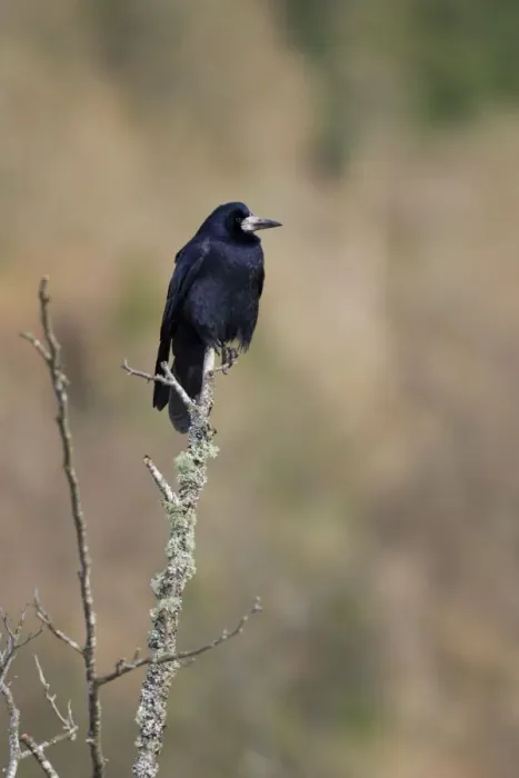 Framed Print : Rook Perched on lichen covered branch. Scotland Framed Print : Rook Perched on lichen covered branch. Scotland