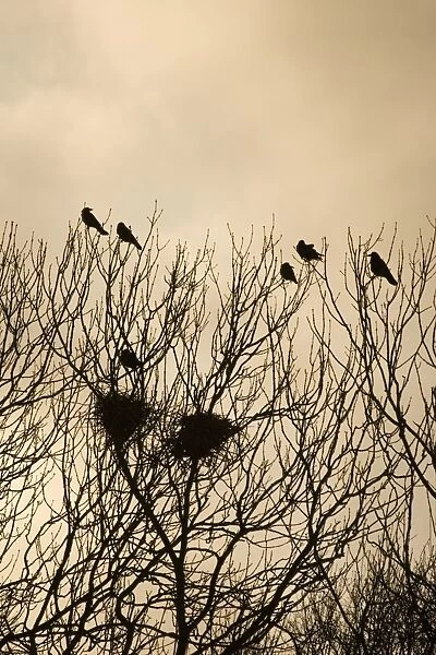 Rook - Roosting in tops of trees in winter Suffolk UK