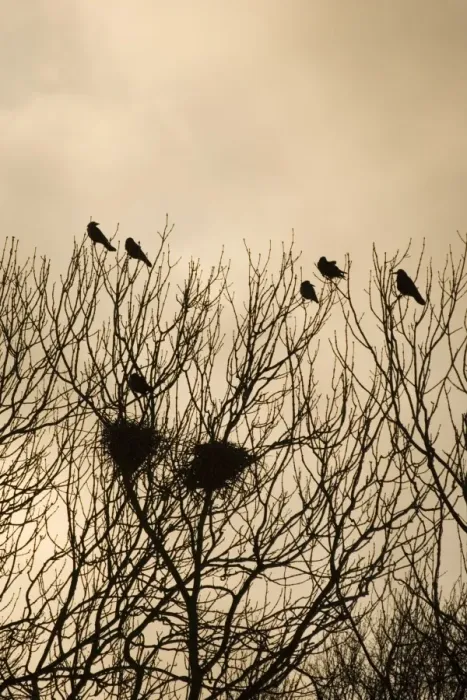 Framed Print : Rook - Roosting in tops of trees in winter Suffolk UK Framed Print : Rook - Roosting in tops of trees in winter Suffolk UK