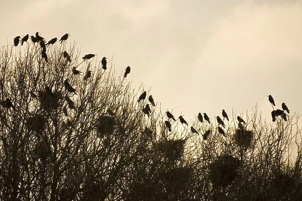 Rook Roosting in tops of trees in winter Suffolk UK