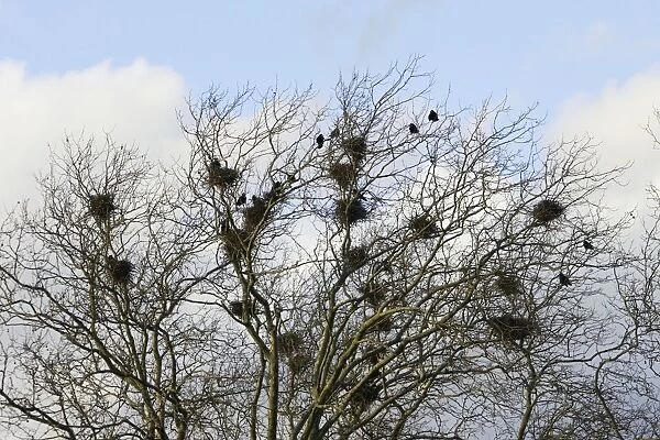 Rook - roosting in tree. Alsace - France