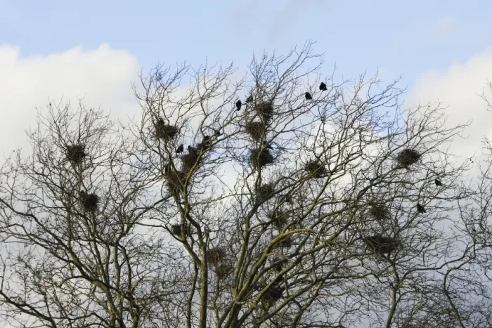 Framed Print : Rook - roosting in tree. Alsace - France Framed Print : Rook - roosting in tree. Alsace - France