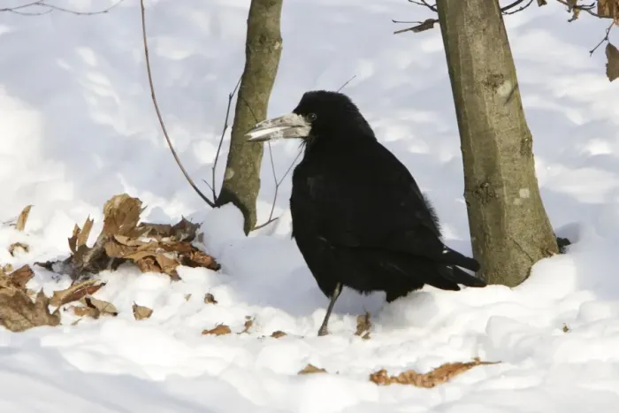 Framed Print : Rook - in snow Framed Print : Rook - in snow