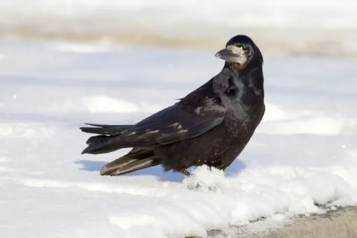 Framed Print : Rook - in the snow - UK Framed Print : Rook - in the snow - UK