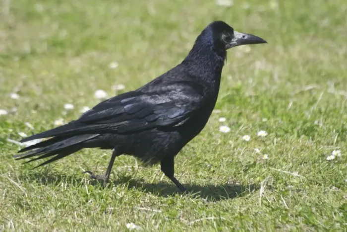 Framed Print : Rook walking on grass. Near Dundee, Scotland
