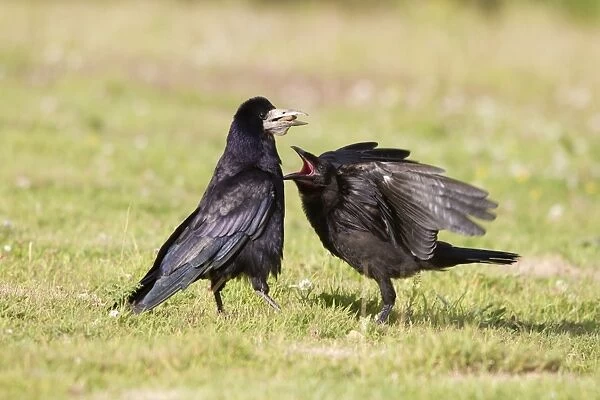 Rook - young pestering adult for food - Cornwall - UK