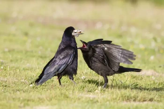Framed Print : Rook - young pestering adult for food - Cornwall - UK Framed Print : Rook - young pestering adult for food - Cornwall - UK