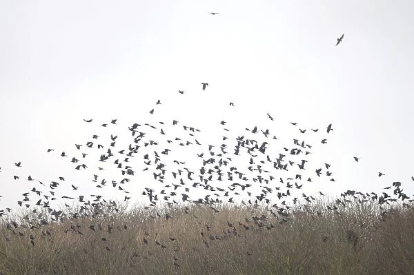 Rooks - a building of Rooks in flight