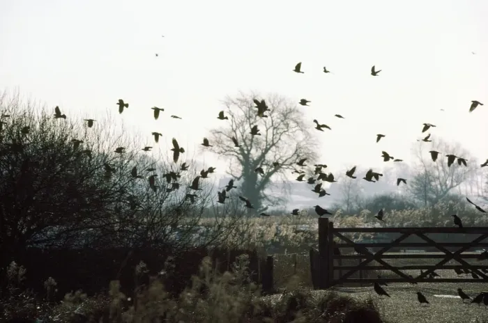 Framed Print : Rooks & Jackdaws - over winter farmland
