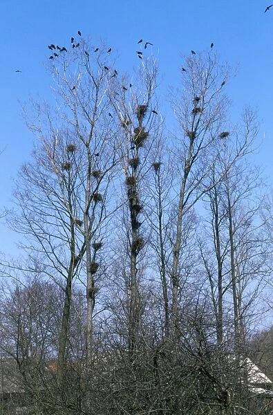 Rooks - at roost