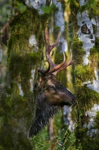 Roosevelt Elk - bull - Autumn - Pacific Northwest - USA _E7B8543