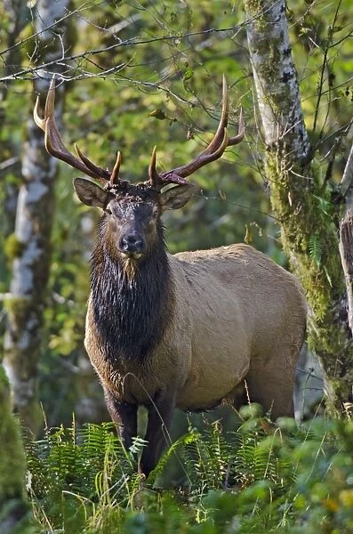 Roosevelt Elk - bull - Autumn - Pacific Northwest - USA _E7B7726