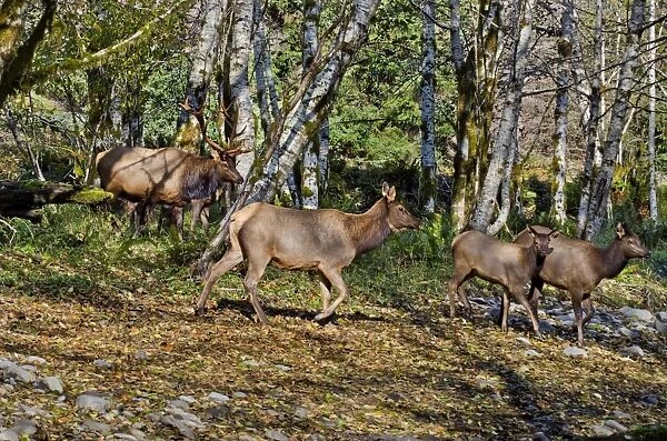 Roosevelt Elk - bull and several members of his harem in red alder tree bottom along a Pacific Northwest river during the Autumn rut - Olympic National Park - USA _E7B8667