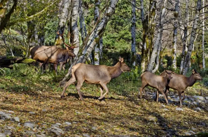 Framed Print : Roosevelt Elk - bull and several members of his harem in red alder tree bottom along a Pacific Northwest river during the Autumn rut - Olympic National Park - USA _E7B8667 Framed Print : Roosevelt Elk - bull and several members of his harem in red alder tree bottom along a Pacific Northwest river during the Autumn rut - Olympic National Park - USA _E7B8667