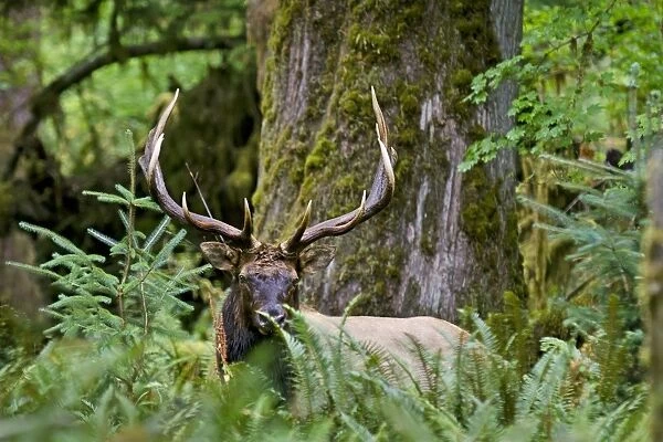 Roosevelt Elk - bull in Olympic Rainforest - late September - WA. - USA _E7B6011