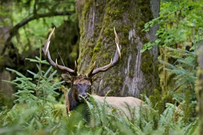 Framed Print : Roosevelt Elk - bull in Olympic Rainforest - late September - WA. - USA _E7B6011 Framed Print : Roosevelt Elk - bull in Olympic Rainforest - late September - WA. - USA _E7B6011