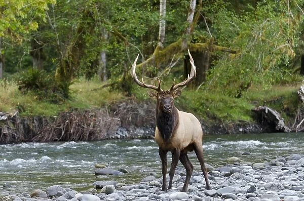 Roosevelt Elk - bull standing along Pacific Northwest river - Autumn - WA. - USA _E7B6243