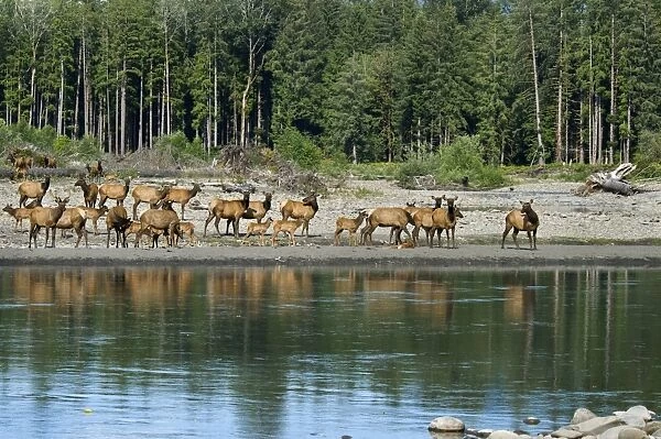 Roosevelt Elk  /  Olympic Elk - along the Queets River - Olympic National Park - Washington - Pacific Northwest - USA - summer _D3A6602