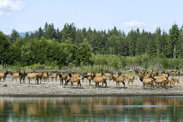 Roosevelt Elk  /  Olympic Elk - along the Queets River - Olympic National Park - Washington - Pacific Northwest - USA - summer _D3A6616